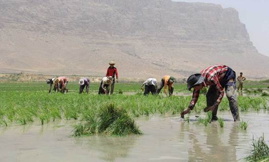 کشتوکاڵی لوڕستان: چاندنی برنج قەدەخەیە