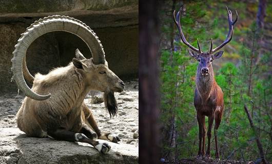 Dağ keçisi ve geyikler için ihale yapıldı: 28 yaban hayvanı avlanacak