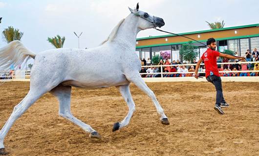 FOTO- Erbil’de safkan Arap atları gösterisi