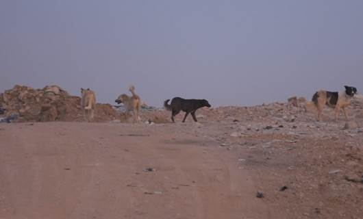 سێ هەزار سەگی بێلانە لە زاخۆ هەن؛ بوونەتە مەترسی لەسەر منداڵان و مەڕوماڵات