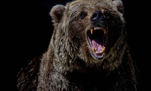 VİDEO - Dağcı, kendisine saldıran ayıyı tekme tokat dövdü