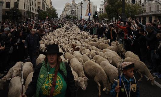 FOTO - Madrid'de koyunlar şenlik dolayısıyla şehir turu attı