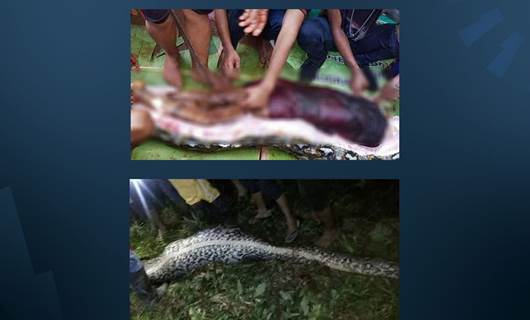 7 metrelik yılan, tarlada çalışan 50 yaşındaki kadını öldürüp yuttu!