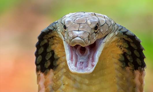 1 hafta önce firar eden dev kobra, yuvasına geri döndü
