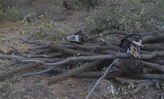 Duhok’ta kaçak ağaç kesimi: 2 kişi tutuklandı