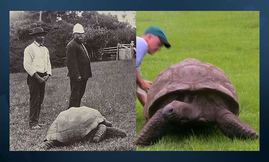 Dünyanın en yaşlı kaplumbağası Jonathan 190 yaşında: 3 gün 3 gecelik kutlama!