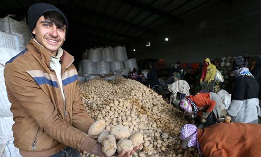 Ahlat, Türkiye'nin patates ihtiyacının yüzde 5'ini karşılıyor