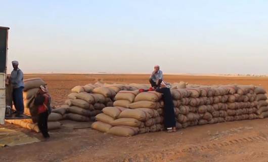 Amerîka îsal jî tovê genim dişîne Rojavayê Kurdistanê