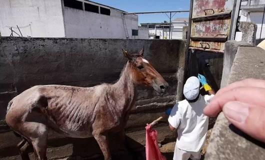 قەبارەی بازرگانی بە گۆشتی ئەسپەوە لە ئۆرۆگوای زیاتر لە 30 ملیۆن دۆلارە