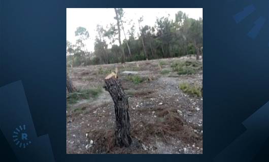 Çekdar û erebên hawirde birîna daran li Efrînê berdewam dikin