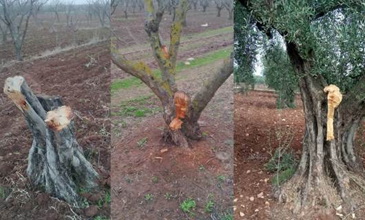 Turkey-backed fighters cut olive trees in Afrin: Source