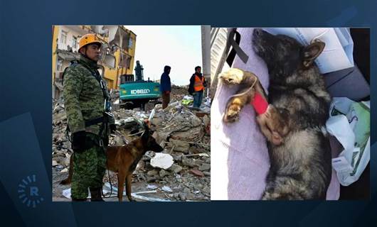 Meksika'nın 'kahraman' kurtarma köpeği Türkiye'de yaşamını yitirdi