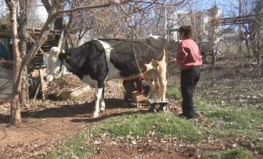 Li Mereşê jin û mêrek rojane şîr didoşin û didin ziyandîtiyên erdhejê