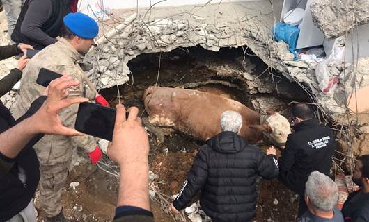 Öldüğü sanılan inek depremden 15 gün sonra enkazdan sağ çıktı