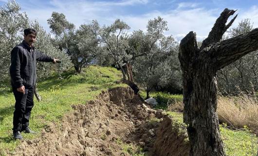 Hatay'da ikiye bölünen zeytin ağacı; Depremden olmadığı ortaya çıktı