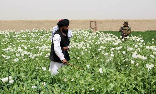 AFGANİSTAN- Taliban, haşhaştan sonra keneviri de yasakladı