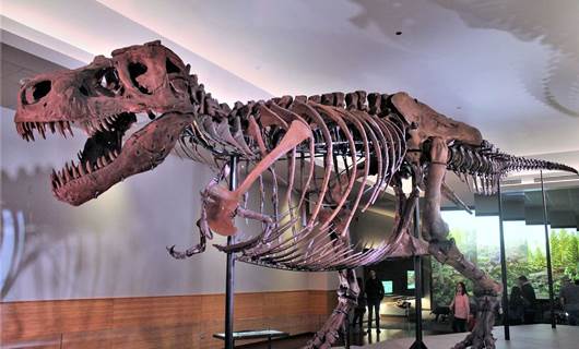 67 milyon yaşındaki dinozor iskeleti 6,2 milyon dolara satıldı