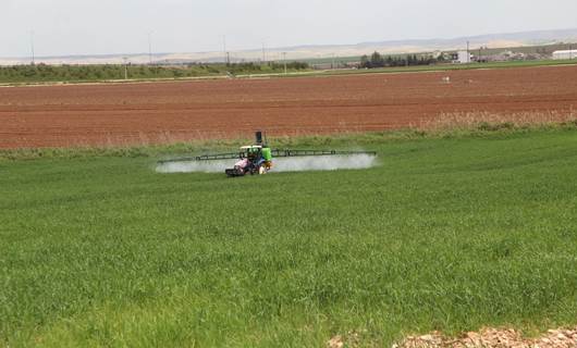 Cotkarên Rihayê piştî barana gur ji berhemên xwe bi hêvî ne