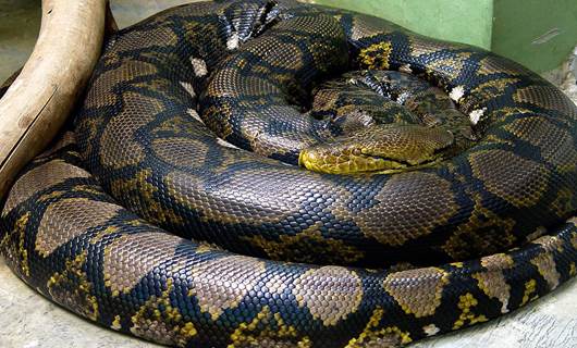 Türkiye'nin en büyük yılanı tam 100 kilo ağırlığında
