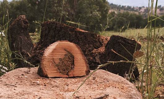 Oak trees cut down in Erbil’s Shaqlawa