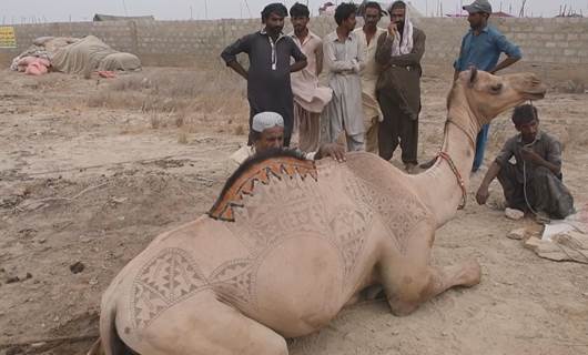 خەڵک لە کاراچیی پاکستان حوشترەکانیان بۆ قوربانی دەڕازێننەوە