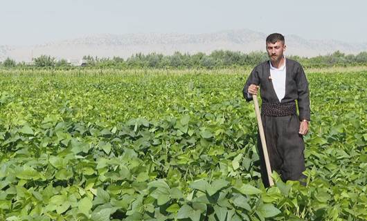 بەرهەمهێنانی سۆیا لە گردجان