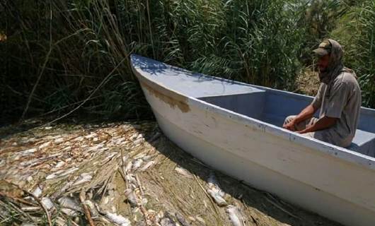 مرداربوونی ملیۆنان ماسی لە رووبارێکی پارێزگای میسان