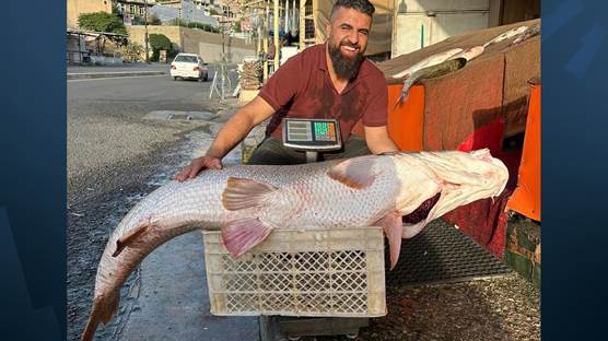 Süleymaniye'de bir balıkçı 75 kg ağırlığında balık yakaladı