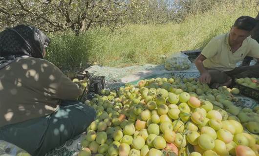 Li Efrînê komkirina sêvan dest pê kiriye