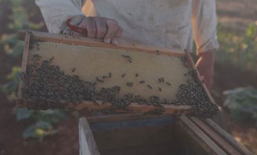 لە سووریا دەرمانی کیمیایی و بۆردوومان ژیانی مێش هەنگ و هەنگەوانانیشی خستووەتە مەترسییەوە