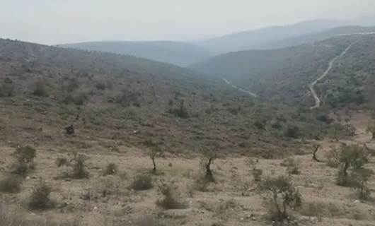 Grûpên çekdar daristanên Efrînê tune dikin