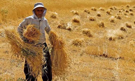 136 ملیۆن دۆلاری پارەی گەنمی جووتیارانی سنە لەلای حکومەتە