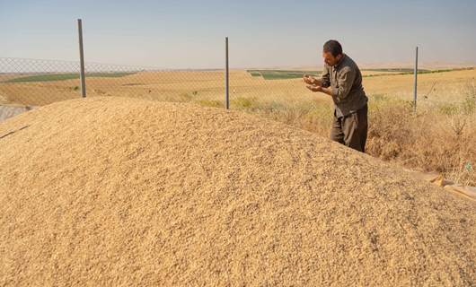 ئەو 58 ملیار دینارەی بۆ گەنمی جووتیاران خەرجکراوە، 18 ملیار دیناری پشکی پارێزگای هەولێرە، وێنە: بڵند تاهیر - رووداو