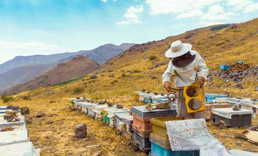 چاوەڕوان دەکرێت هەنگوینی هەرێمی کوردستان نزیکەی 60٪ کەم بکات