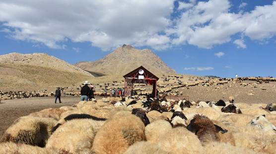 Hakkari'de berivanlar için yaylada "Sistematik Sağım Merkezi" kuruldu / Foto: AA