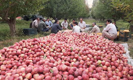 کشتوکاڵی ورمێ: 30٪ـی سێوی هەموو ئێران لە ورمێ بەرهەمدێت