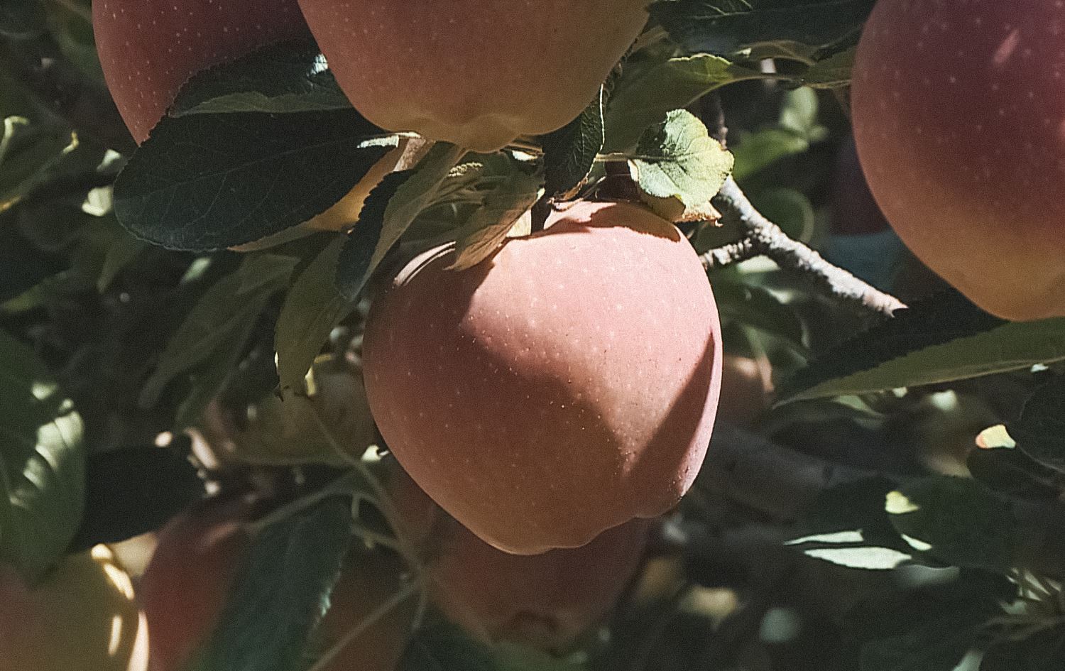 Kurdistan Region farmers prepare apple exports to UAE