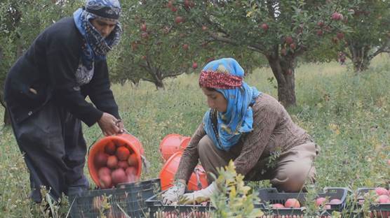 رنینی سێو لە شنۆی رۆژهەڵاتی کوردستان