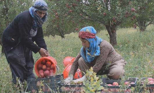 رنینی سێو لە شنۆی رۆژهەڵاتی کوردستان