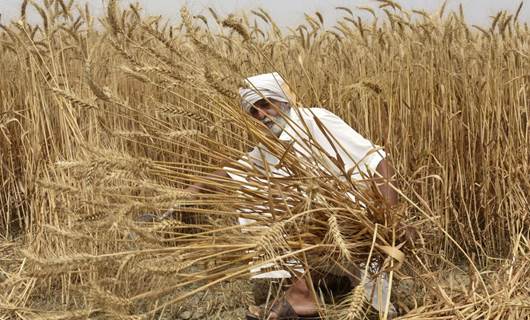 جووتیارێک لەکاتی دروێنەکردنی گەنم، وێنە: ئەرشیڤی AFP