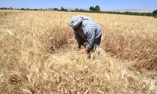 Zilamek genim diçine / Wêne: Reuters - Arşîv