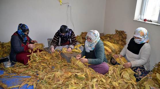 Li Mûşê bi sedan cotkar tûtinê diçînin û difroşin gelek welatên cîhanê