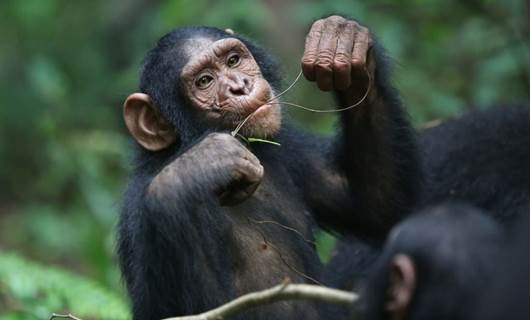توێژینەوەی نوێ: پاش مرۆڤ شامپانزی بەهێزترین یادگەی هەیە