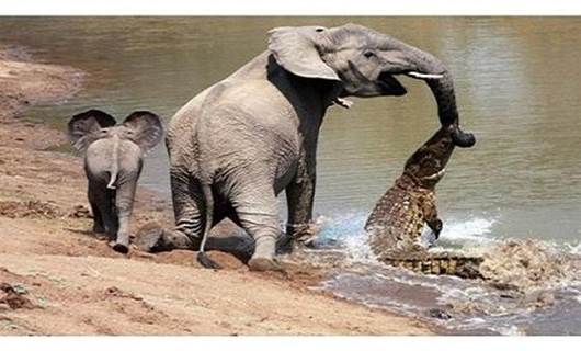 Yavru fil annesini timsahtan böyle kurtardı!