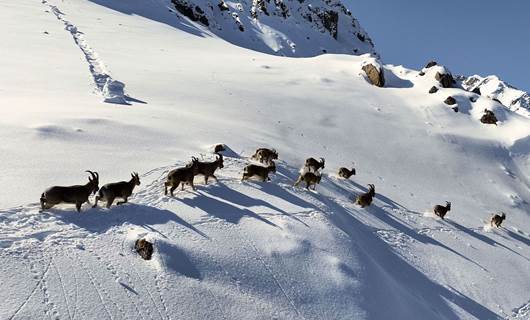 Munzur Dağları'nda görüntülenen dağ keçileri