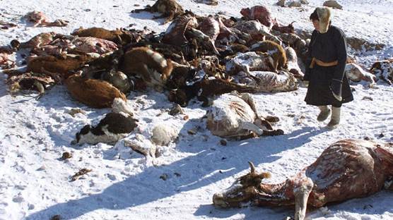 Aşırı soğuk sonucu ölen hayvanlar - Torontostar