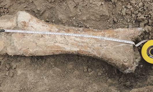 Possible mammoth bone found in Sulaimani province