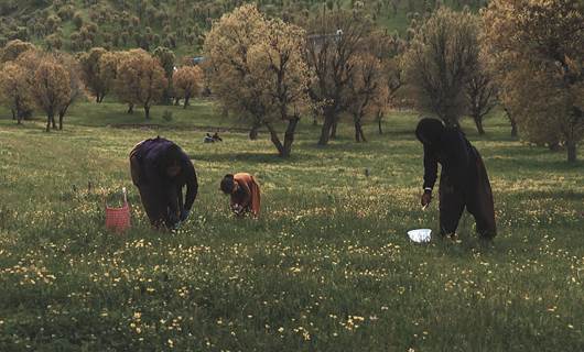 Spring plants offer income opportunities to Kurdistan Region villagers