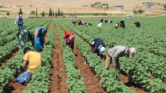Tarlada çalışan mevsimlik işçiler - Urfa