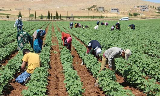 Tarlada çalışan mevsimlik işçiler - Urfa